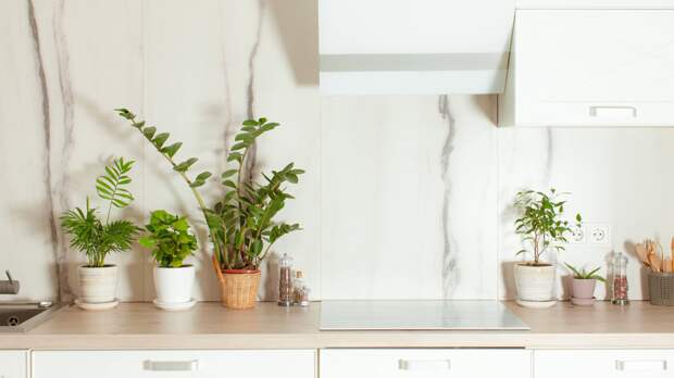 Долларовое дерево хандрит: почему желтеет замиокулькас