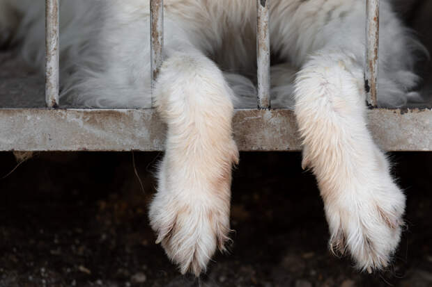 Стала известна судьба ставшей причиной увольнения курьера «Додо Пиццы» собаки Додобони