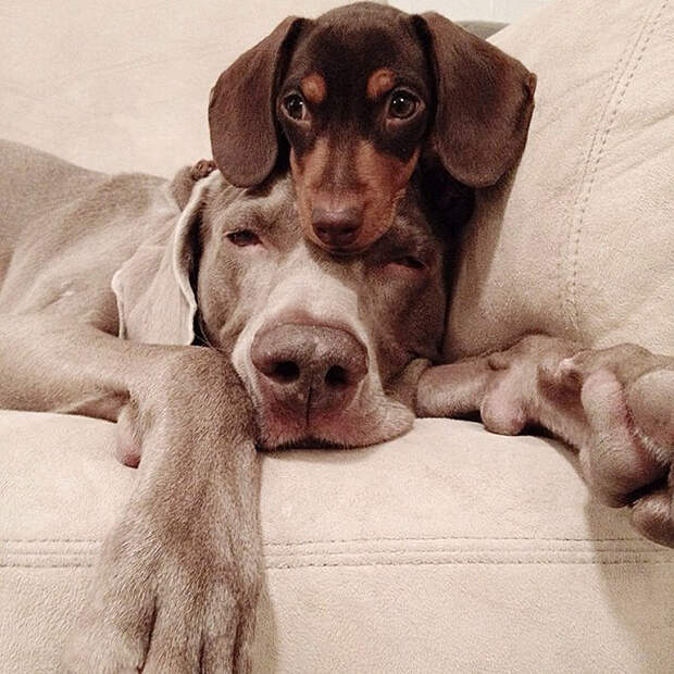 Как животные становятся звездами интернета bffdogs12 Как животные становятся звездами интернета