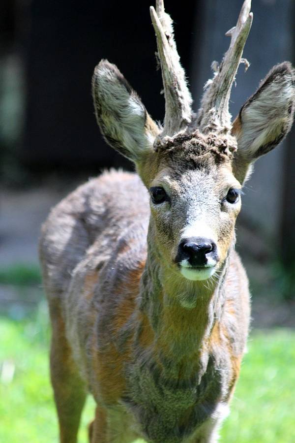 Сибирская косуля фото (Capreolus pygargus)