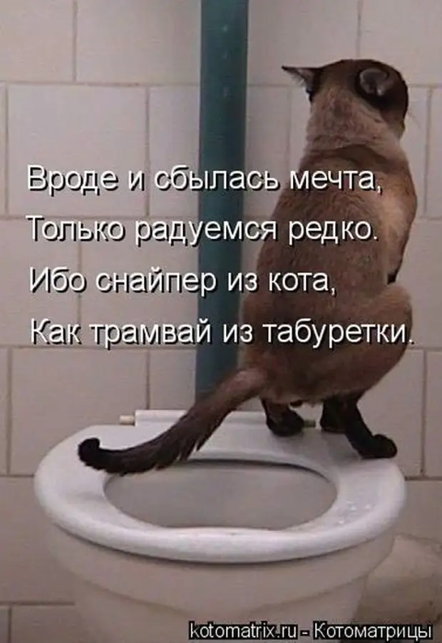 Сегодня какал тужился текст. Кот какает. Кот на унитазе. Кот сидит на унитазе. Кот какает в туалет.