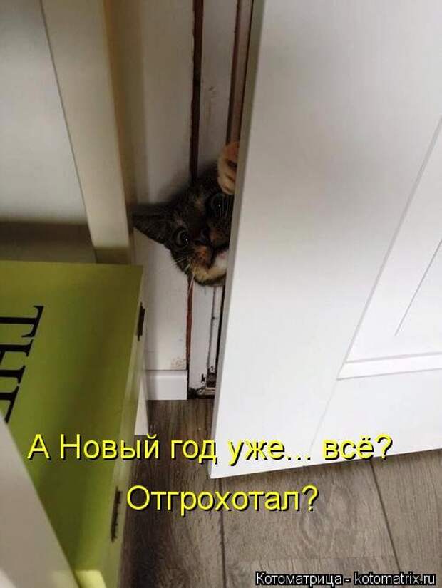 Новая котоматрица для хорошего настроения (35 фото)