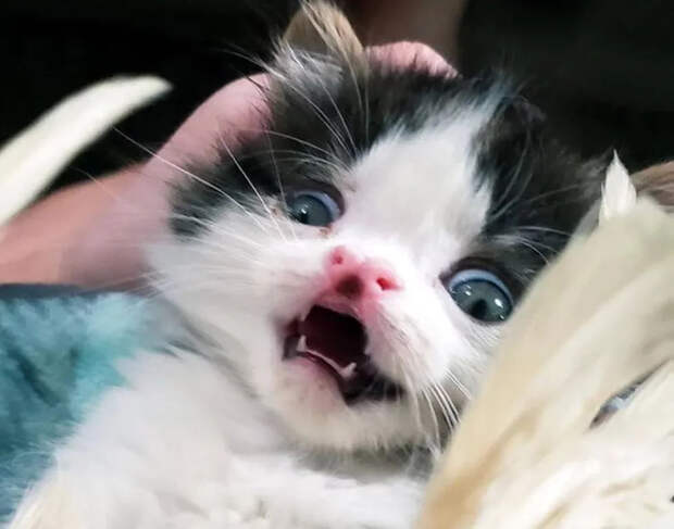 Без кота и жизнь не та