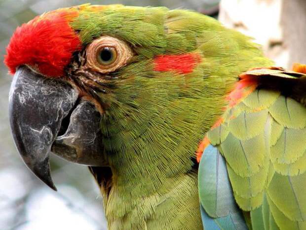 Конголезский попугай: описание, особенности ухода, таланты