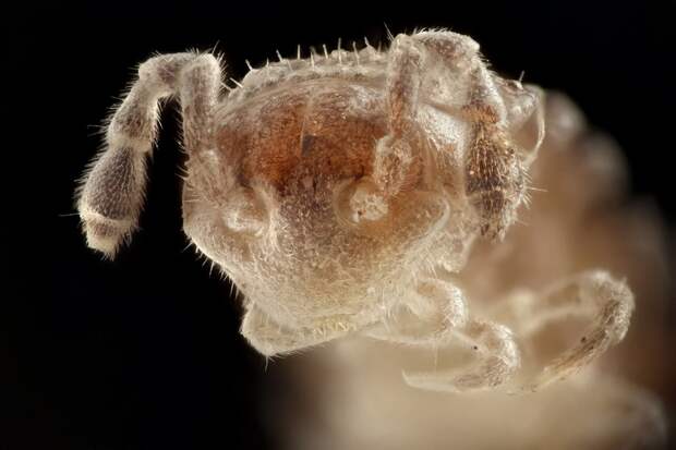 insects34 insects34 Портреты насекомых