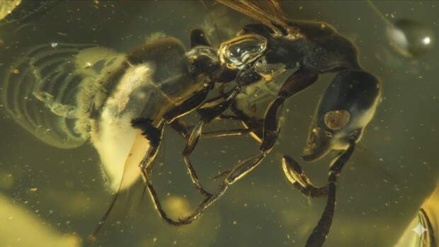 В янтаре нашли древнюю королеву муравьев возрастом 16 млн лет