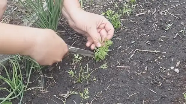 Как при помощи уловок вырастить отличную морковь