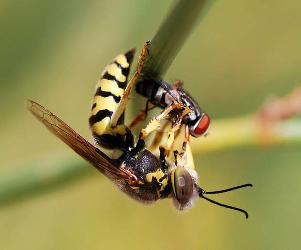 the-10-deadliest-insects-in-the-world-4