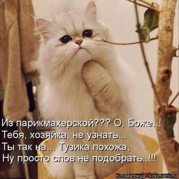 Котоматрицы (картинки с надписями)