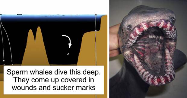 This Illustration Shows How Deep The Ocean Is, And It Might Terrify You