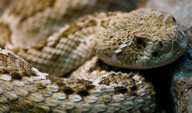 Ученые объяснили способность пустынных змей собирать воду на чешую