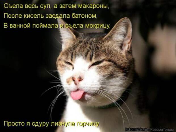 Котоматрицы(картинки с надписями)