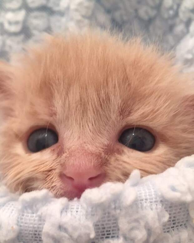 Без кота и жизнь не та