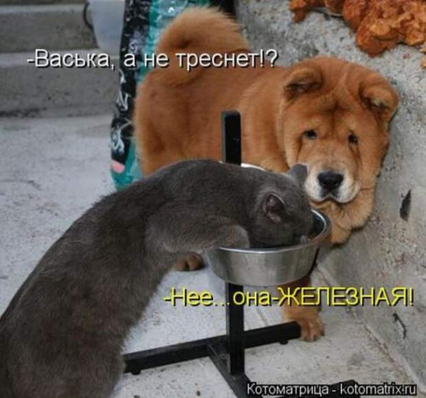 Котоматрицы(картинки с надписями)