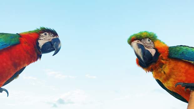Самые говорливые попугаи: как выбрать отличного собеседника для одиноких