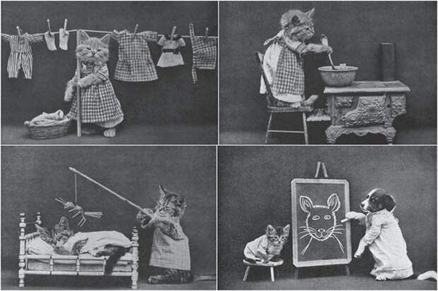 lolcats