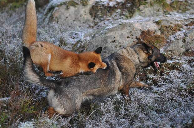 Невозможная дружба: лиса и охотничий пёс fox n dog07 Невозможная дружба: лиса и охотничий пёс