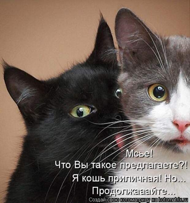 Лучшая котоматрица за неделю (31 шт)