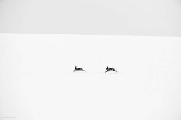 Лучшие фотографии дикой природы 2014