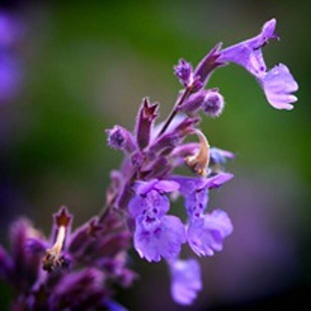 Котовник -  неприхотливый изящный многолетник