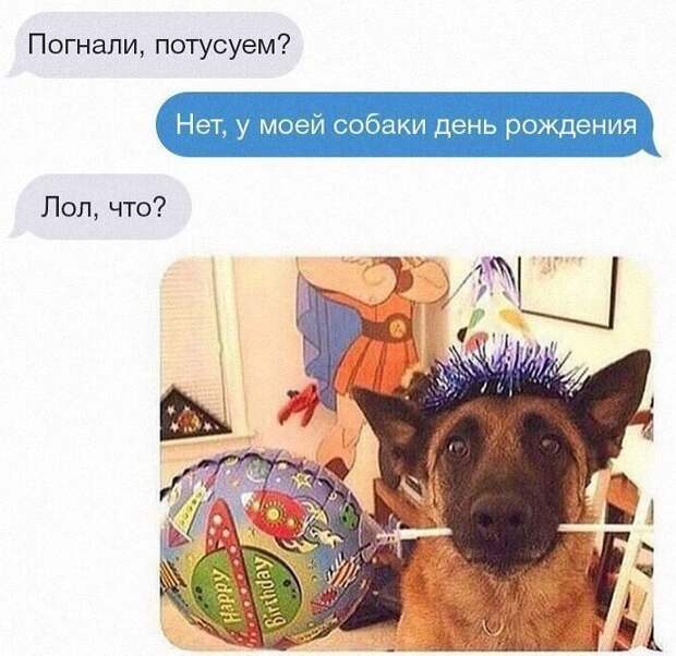 А вы отмечаете день рождения собаки? животные, картинки, прикол, собаки, собачники, фото, юмор