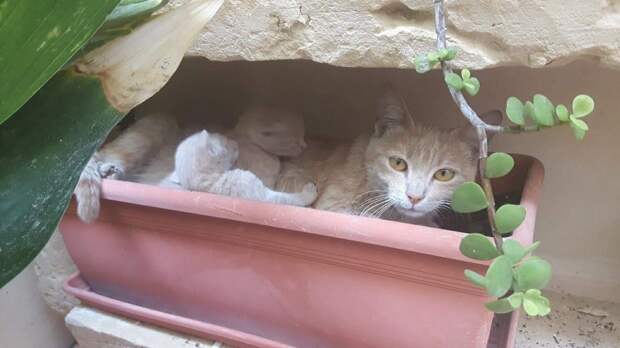 коты в цветочном горшке