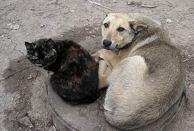 Всего лишь один пакетик. корм, животные, доброта