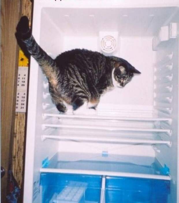 catfridge28 Коты в холодильниках