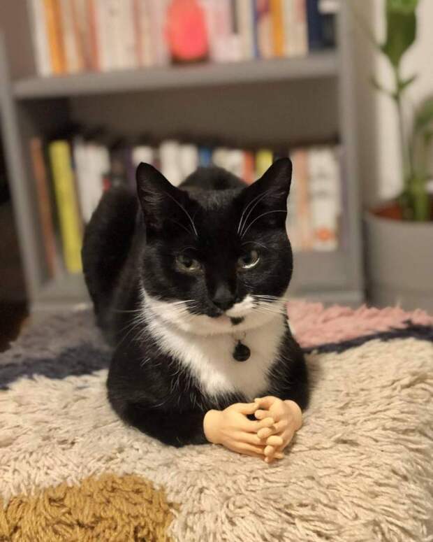 Кот и лапки