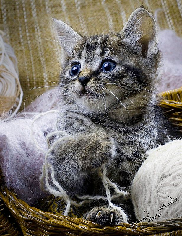 Позитив. Классные животные (89 фото)