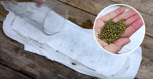 проращивание и посадка семян