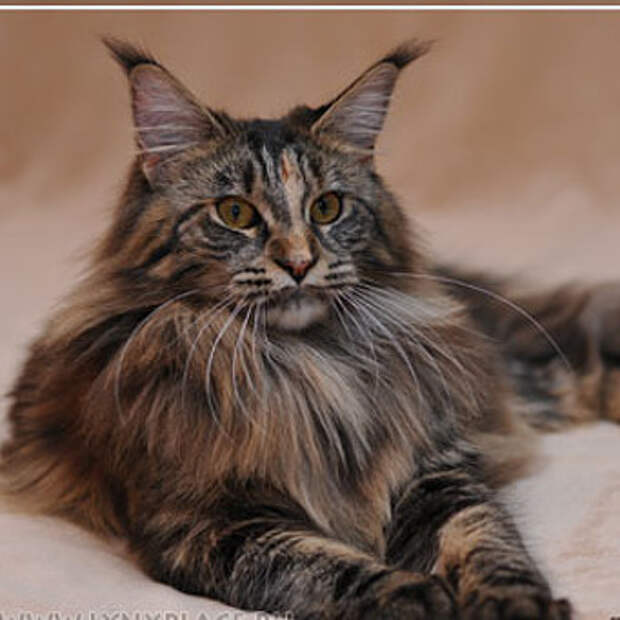 крупные коты