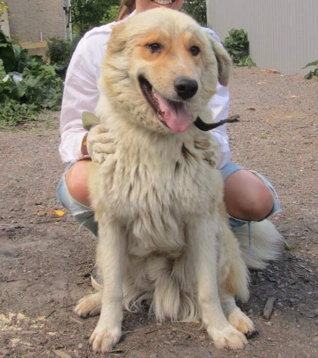 Крупного пса спасли от пуль догхантеров большой пес, домашняя собака, отстрел, приют, собака