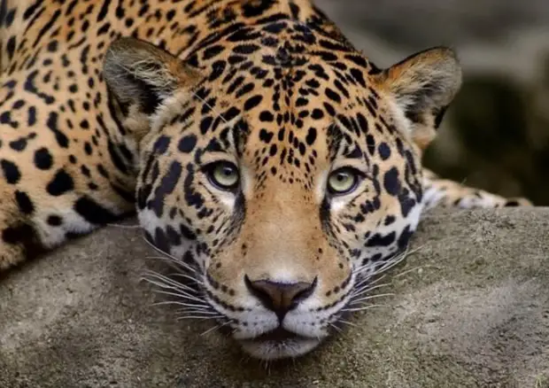 cat_peredneasiatskiy_leopard.jpg