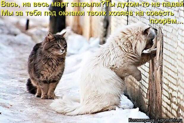 Лучшие котоматрицы недели (50 фото)