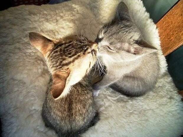 Синхронизация котэ