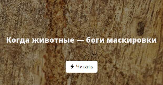 Бог маскировки. Бог маскировки