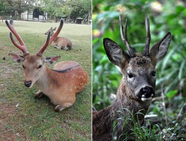 Отличие пятнистого оленя (Cervus nippon)от европейской косули (Capreolus сapreolus) фото