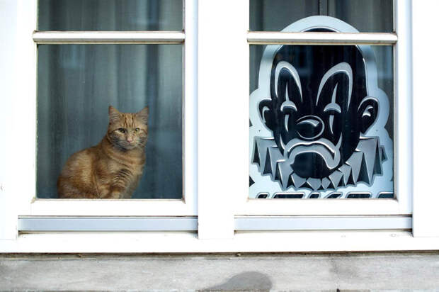 Грустный кот и силуэт грустного клоуна в окне. Гамбург, Германия