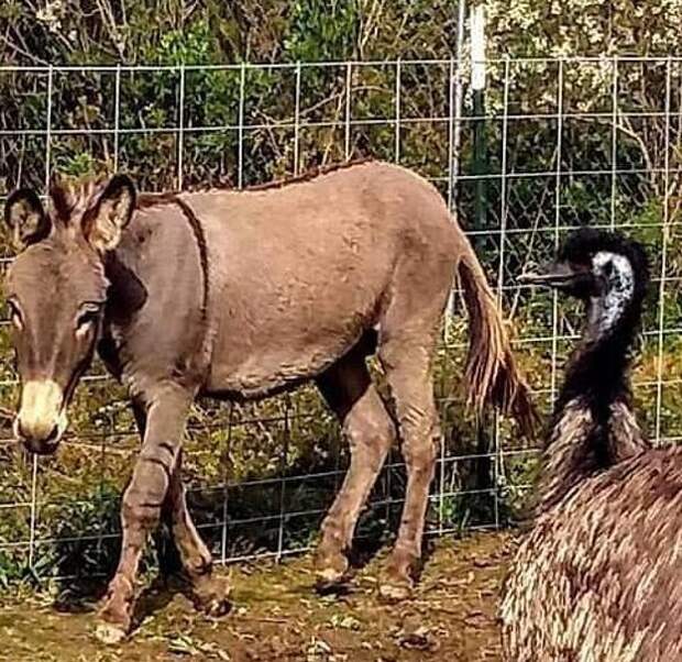 Осел и эму так привязались друг к другу, что ни одна попытка разлучить их не увенчалась успехом Джеффри Дин Морган, актер, дружба, животные, осел, спасение, страус, эму