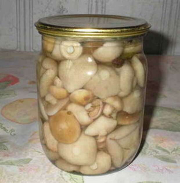 Шампиньоны. Полезные свойства