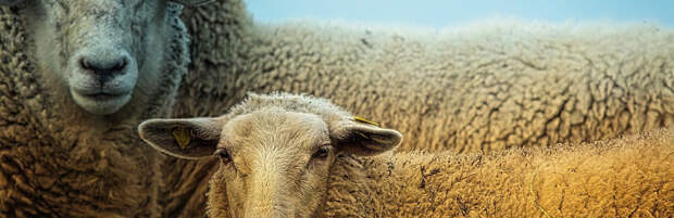 Скот на миллион тенге присвоил пастух в Туркестанской области