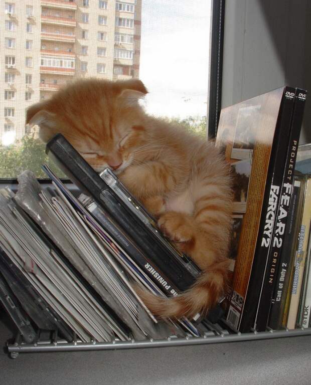 Коты, постигшие искусство сон-фу коты, спят
