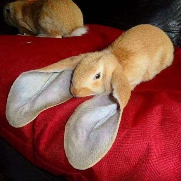 Уши