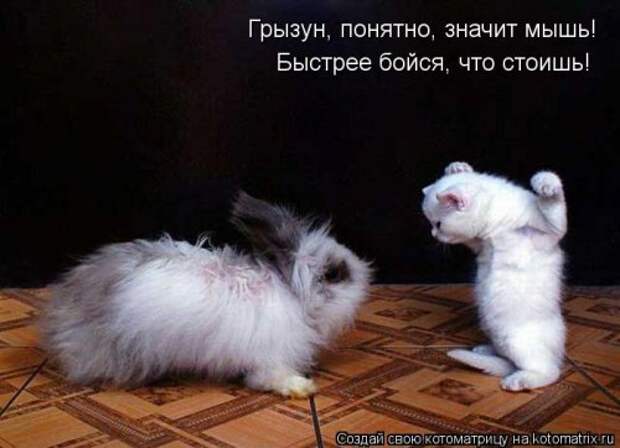 Смешная котоматрица