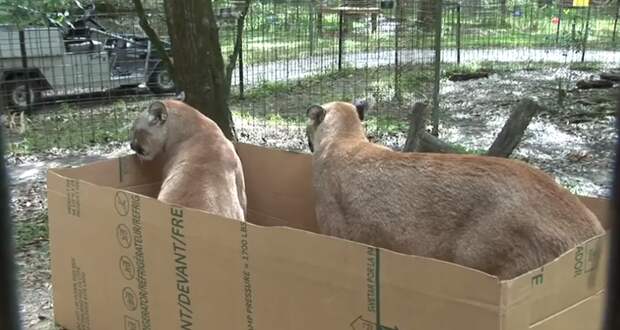 Большие котики тоже любят коробки большие кошки, коробки, фотографии