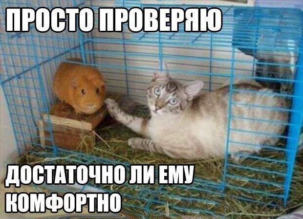 кот, прикол, юмор