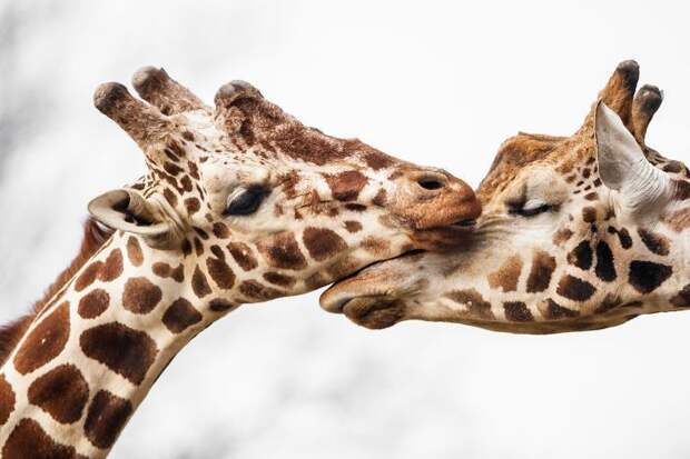 Фотограф доказывает, что животные могут быть еще более влюбленными, чем люди