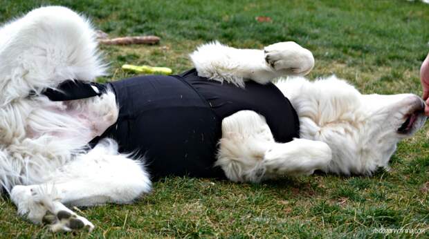 Great Pyrenees - Anxiety Wrap