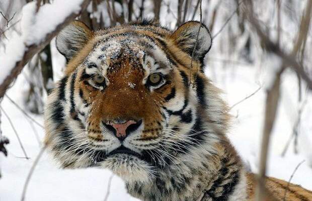 Амурский тигр убил подругу на глазах у посетителей зоопарка вражда, драка, животные, зоопарк, копенгаген, москва, тигры, убийство
